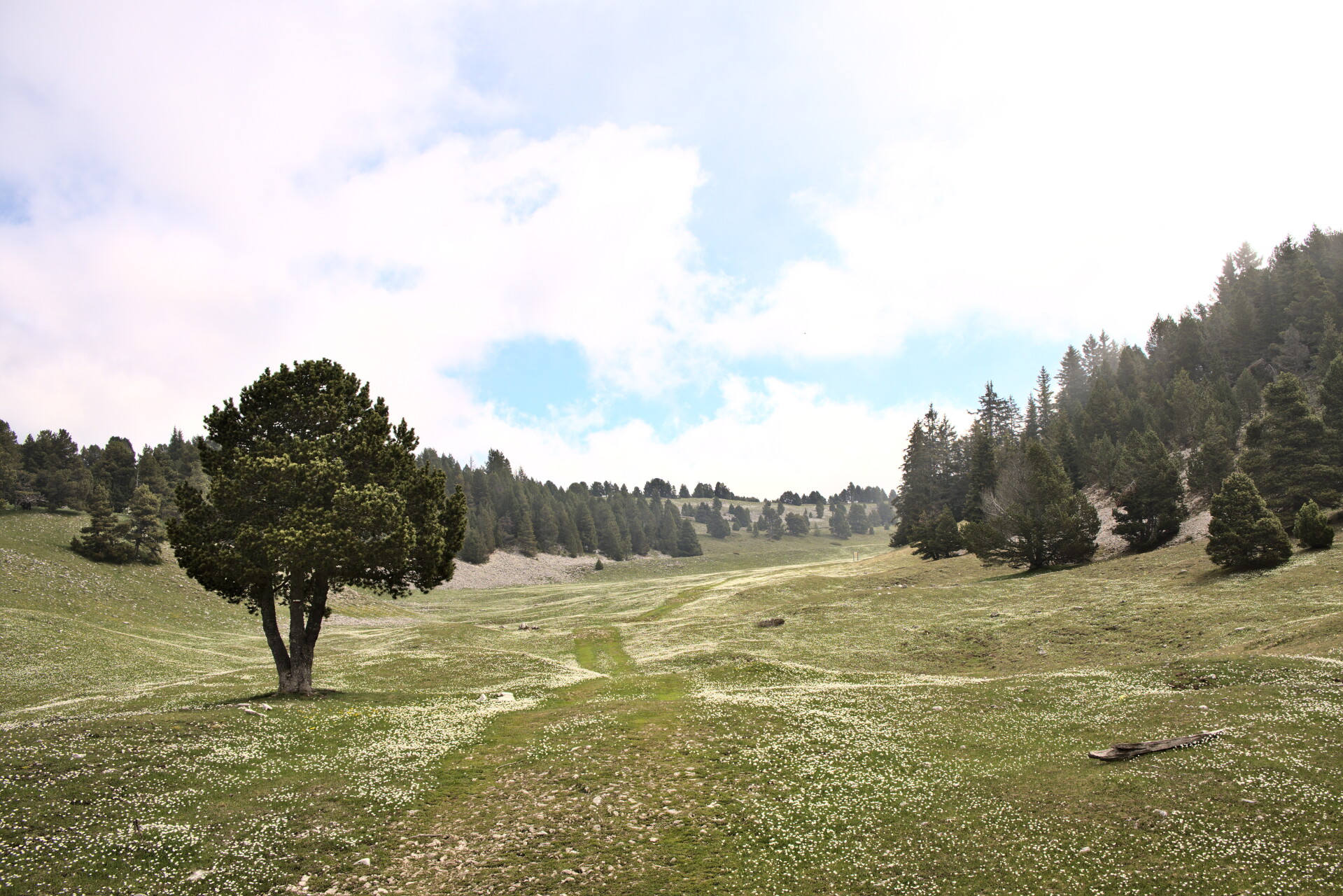 Alpage roulant des Hauts-Plateaux du Vercors