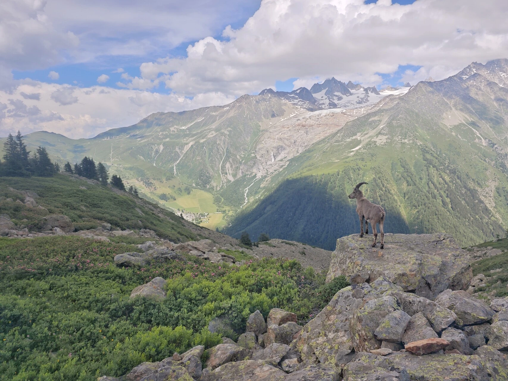 Les hardes se tiennent souvent sur les rochers en balcon au-dessus du vallon