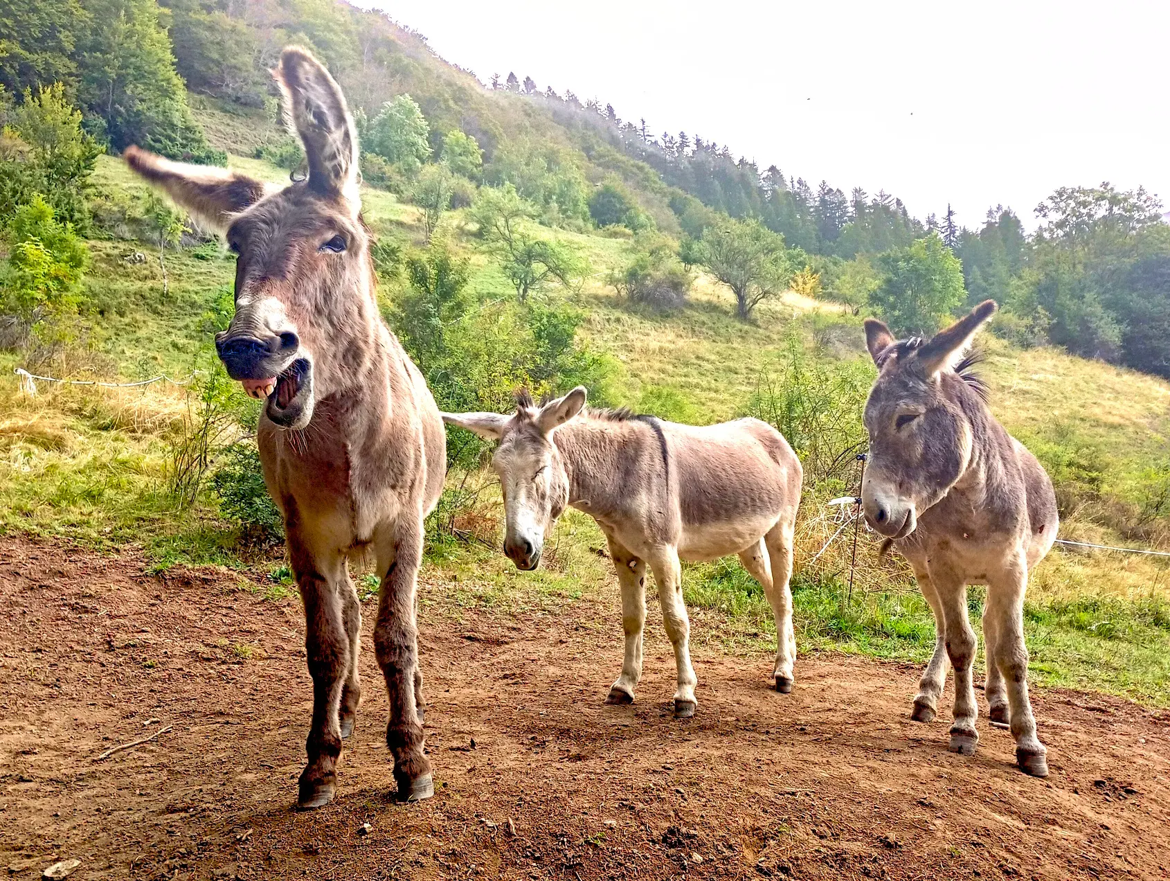 Maurice, Olan et Tintin - ânes de randonnée