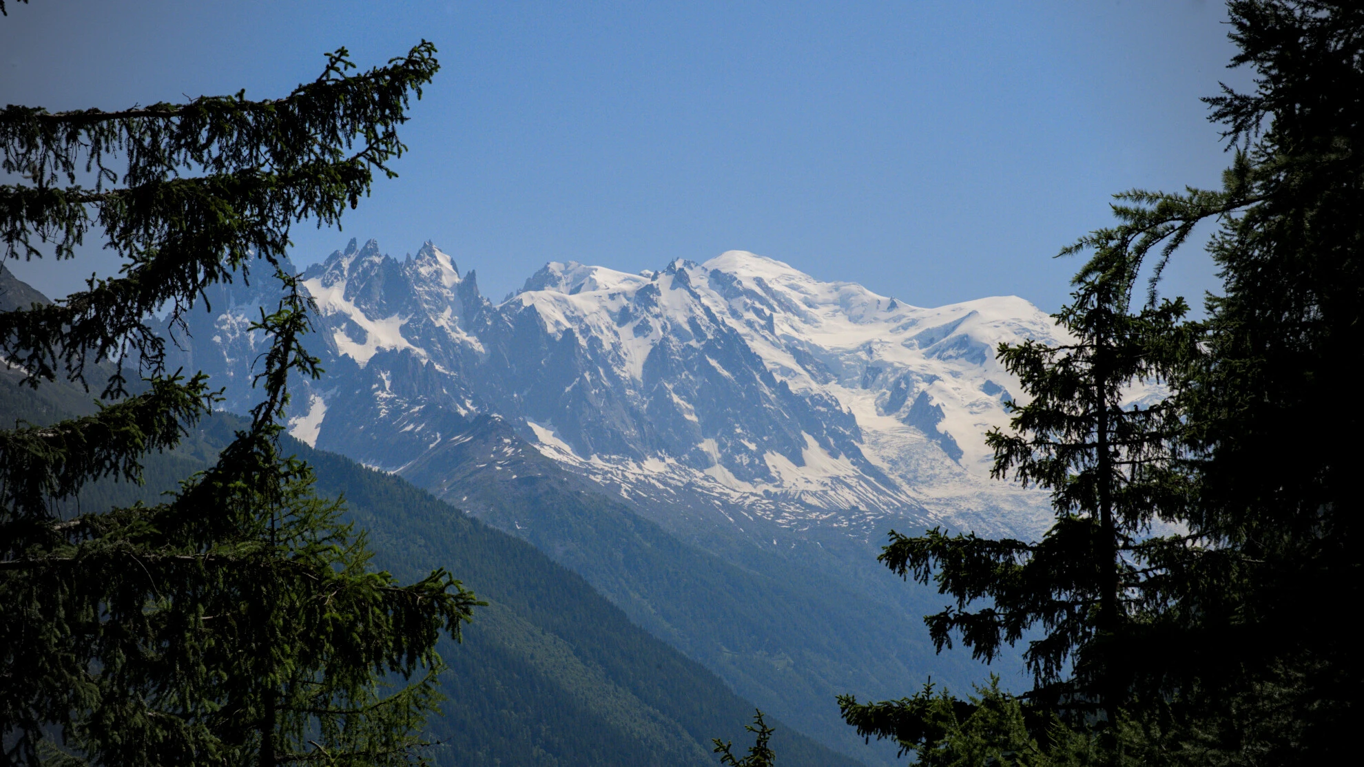 Le massif du Mont-Blanc vu entre les épinettes, sur le sentier du Grand Balcon Sud