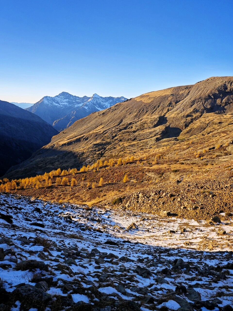 Première neige et mélèzes dorés dans le vallon de Chaillol, fin octobre