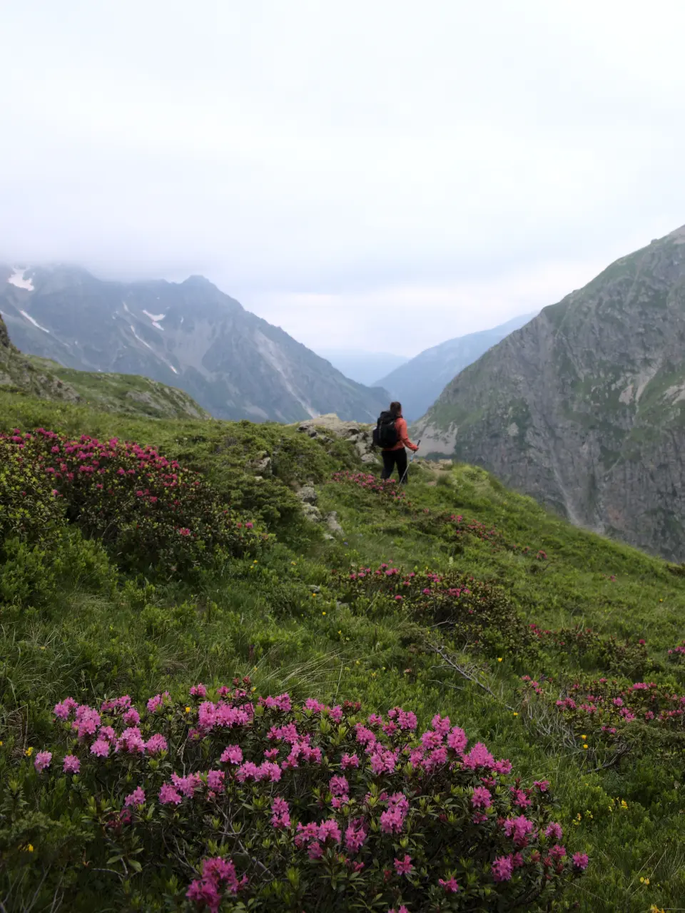 Rhododendrons et randonnée dans les Écrins