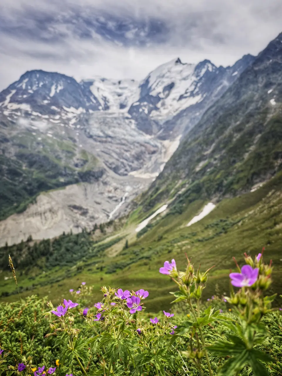 Vue sur le glacier de Bionnassay derrière des géraniums sauvages